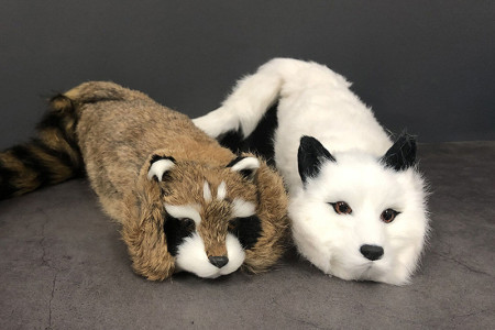 Raccoon (White Fox Spring Animal)